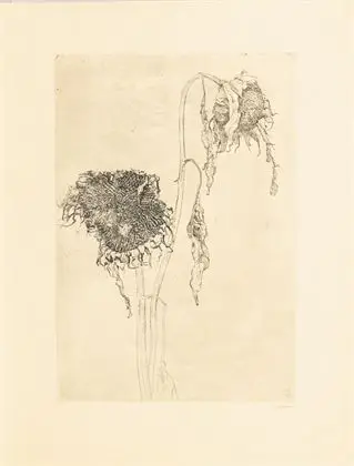 BOON, Jan (1882 - 1975). Solsikker
