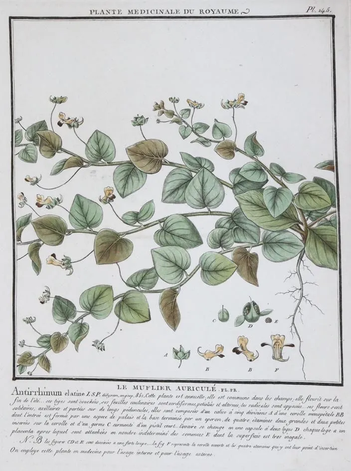 Bulliard,P. – Herbier de la France