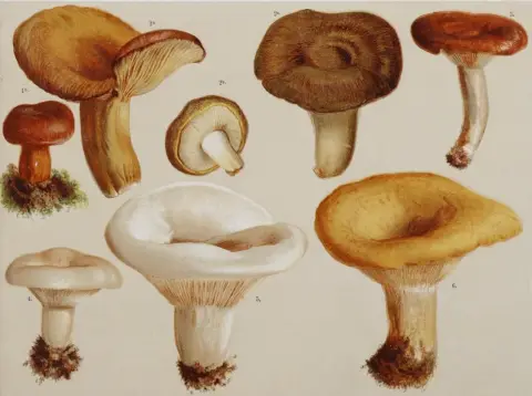 Lorinser,F.W. – The most important edible, suspicious and poisonous mushrooms
