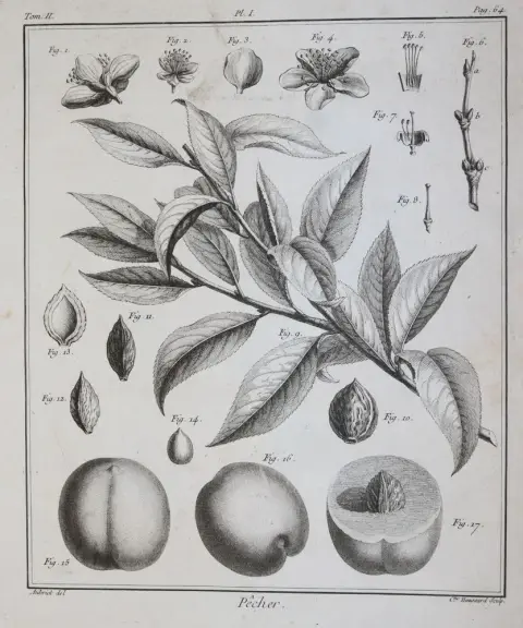 (Duhamel du Monceau,H.L. – Traité des arbres fruitiers, contenant leur figure, leur description, leur culture