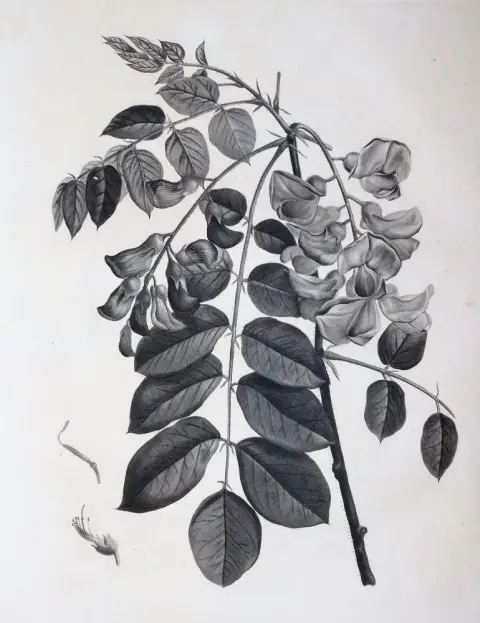 (Duhamel du Monceau,H.L. – Traité des arbres et arbustes que l'on cultive en France
