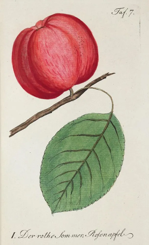 Sickler,J.V. – Der teutsche Obstgärtner