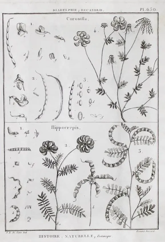 (Tableau encyclopedique et methodique – des trois regnes de la nature