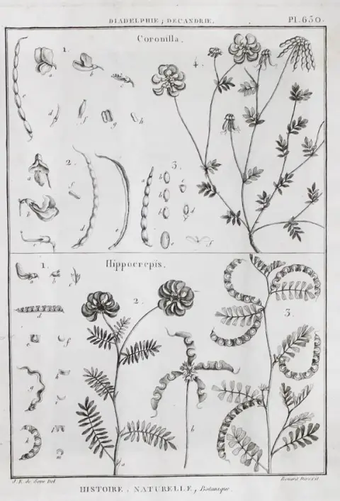 (Tableau encyclopedique et methodique – des trois regnes de la nature