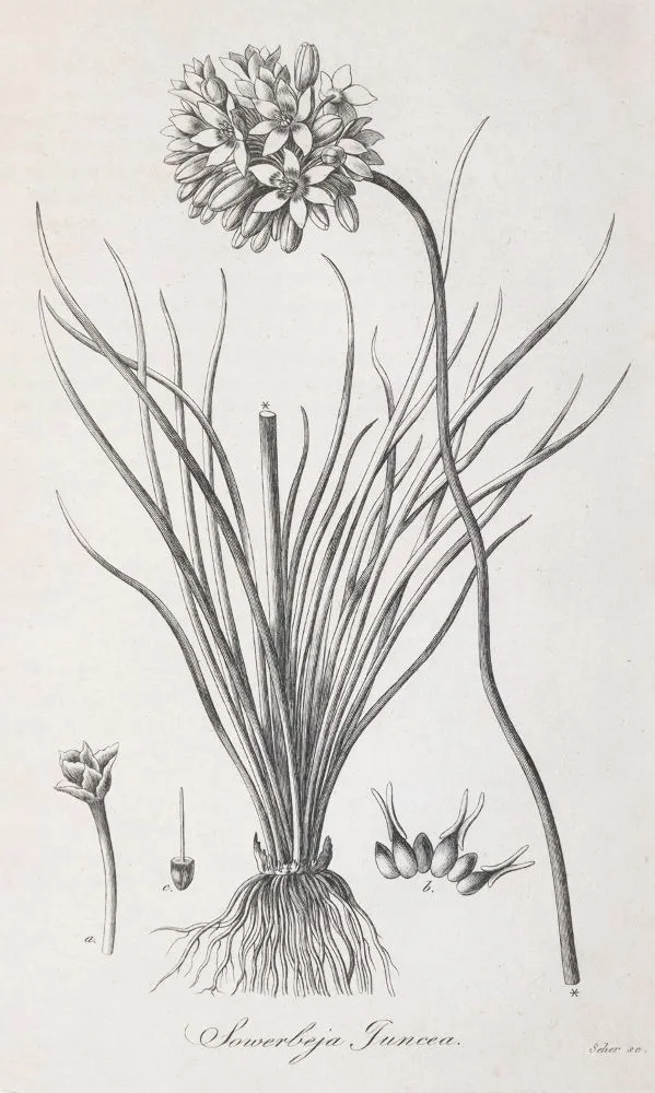 Trattinnick,L. – Genera nova plantarum iconibus observationibusque illustrata