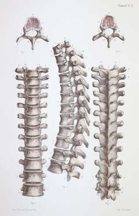 Bonamy,C. u. P.Broca. – Atlas d'Anatomie descriptive du corps humain
