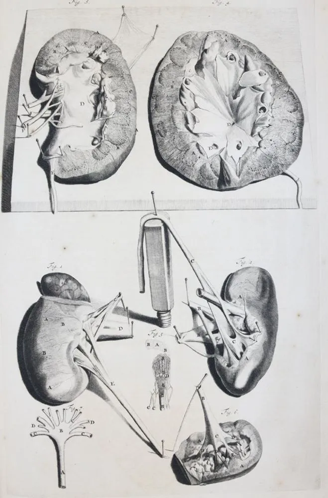 Cowper,W. – Anatomie lidských těl, s vyobrazeními nakreslenými..