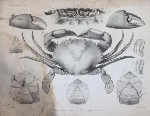 Milne-Edwards,A. – Histoire des crustaces podophthalmaires fossiles