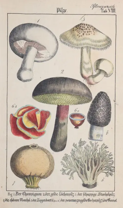 Rebau,H. (d.i. C.A.Gebauer). – Naturgeschichte für die deutsche Jugend