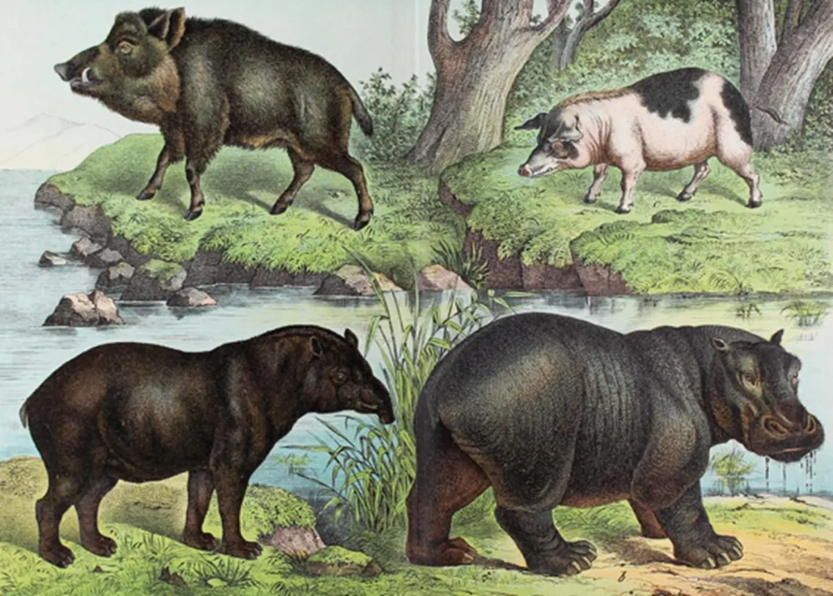 Schubert,G.H.v. (Hrsg.). – Naturgeschichte des Tierreichs