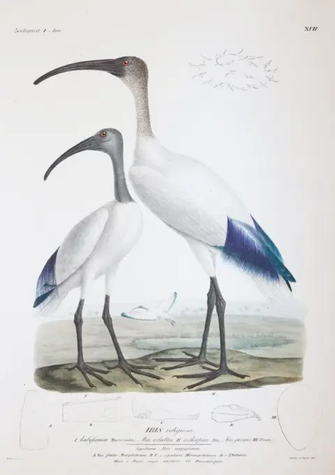Эренберг, К.Г. Symbolae physicae seu icones et descriptiones avium quae ex itinere per Africam Borealem et Asiam Occidentalem