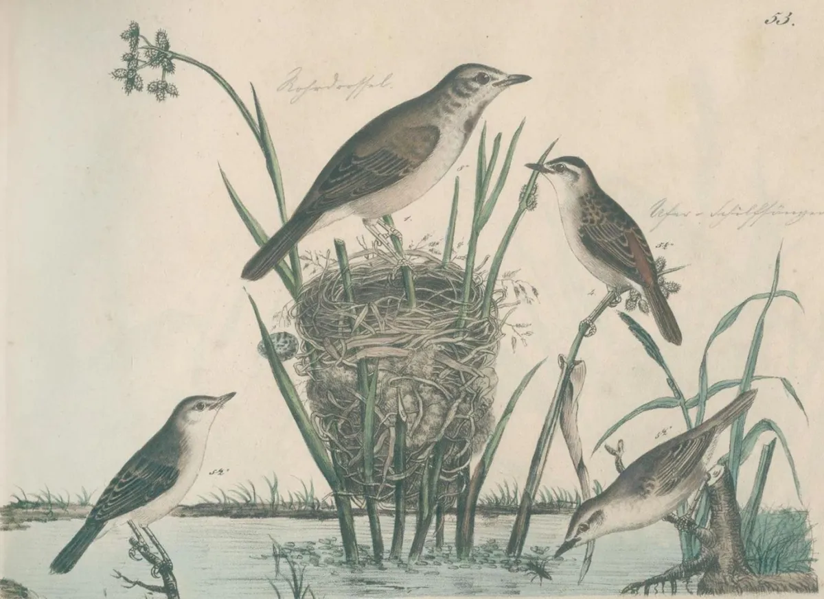 Strack,F. – Natural History in Pictures with Explanatory Text