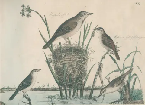 Strack,F. – Naturgeschichte in Bildern mit erläuterndem Text