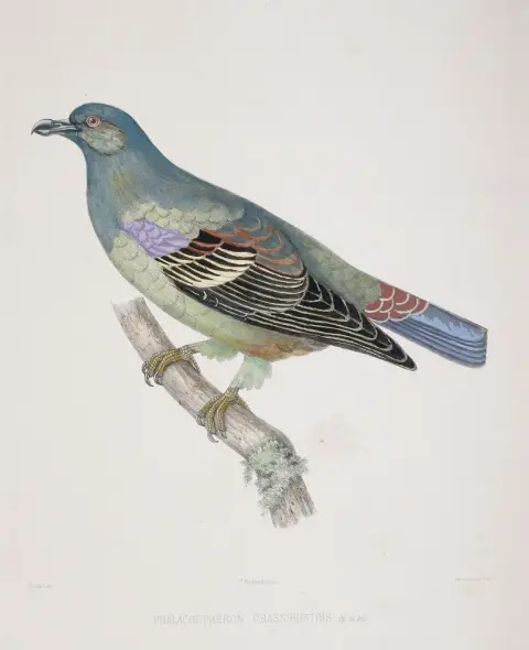 Bonaparte,C.-L. – Iconographie des Pigeons