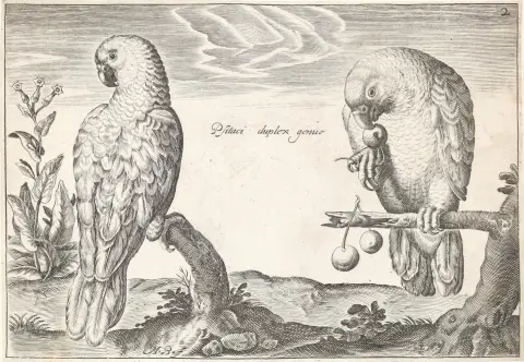 Briot, Marie. – (Oiseaux, Paris), P.Mariette n.d., 2