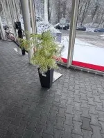 2 květináče