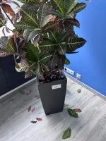 1 кашпо