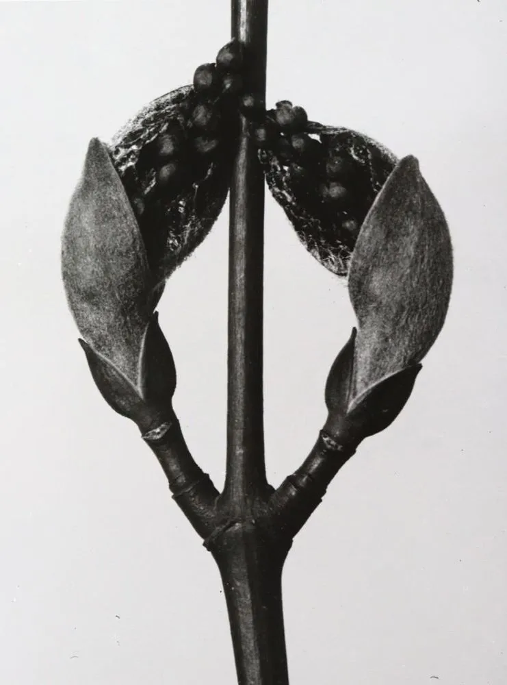 Blossfeld, Karl – (1865 Schielo - Berlin 1932)
