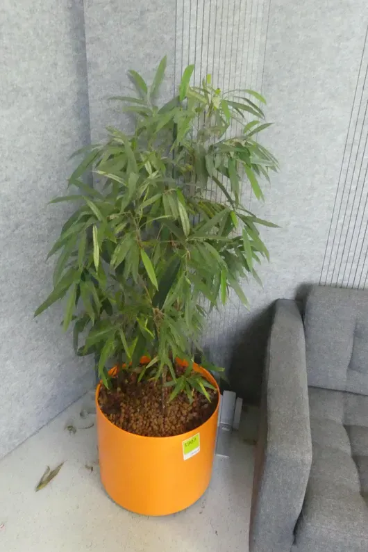 Plant in pot