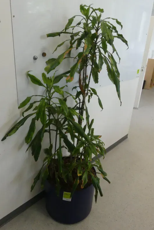 Plante en pot
