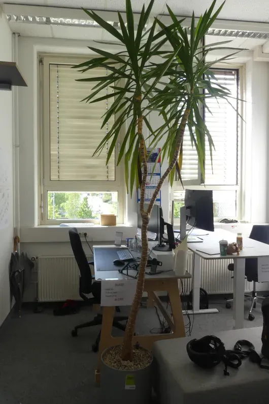 Plante en pot
