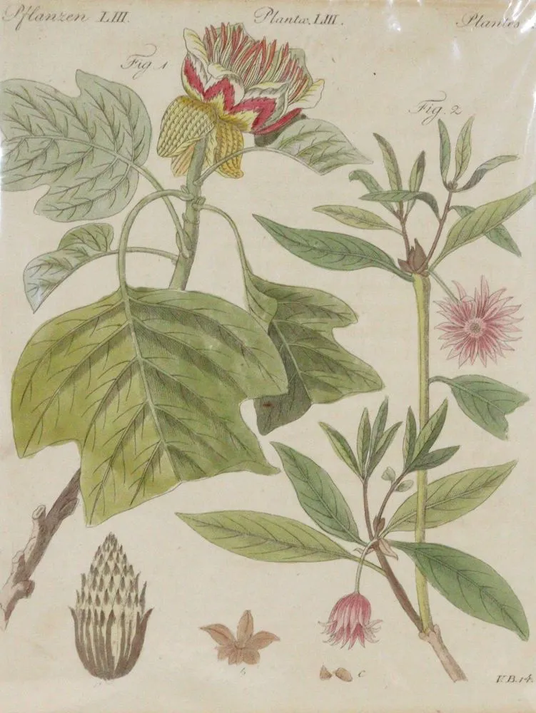 Bertuch, Johann F. J. – (1747 Weimar 1822)