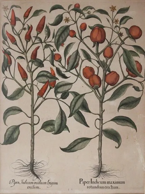 Besler, Basilius – (1561 Nuremberg 1629)