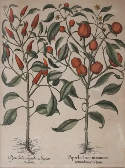 Besler, Basilius – (1561 Nuremberg 1629)