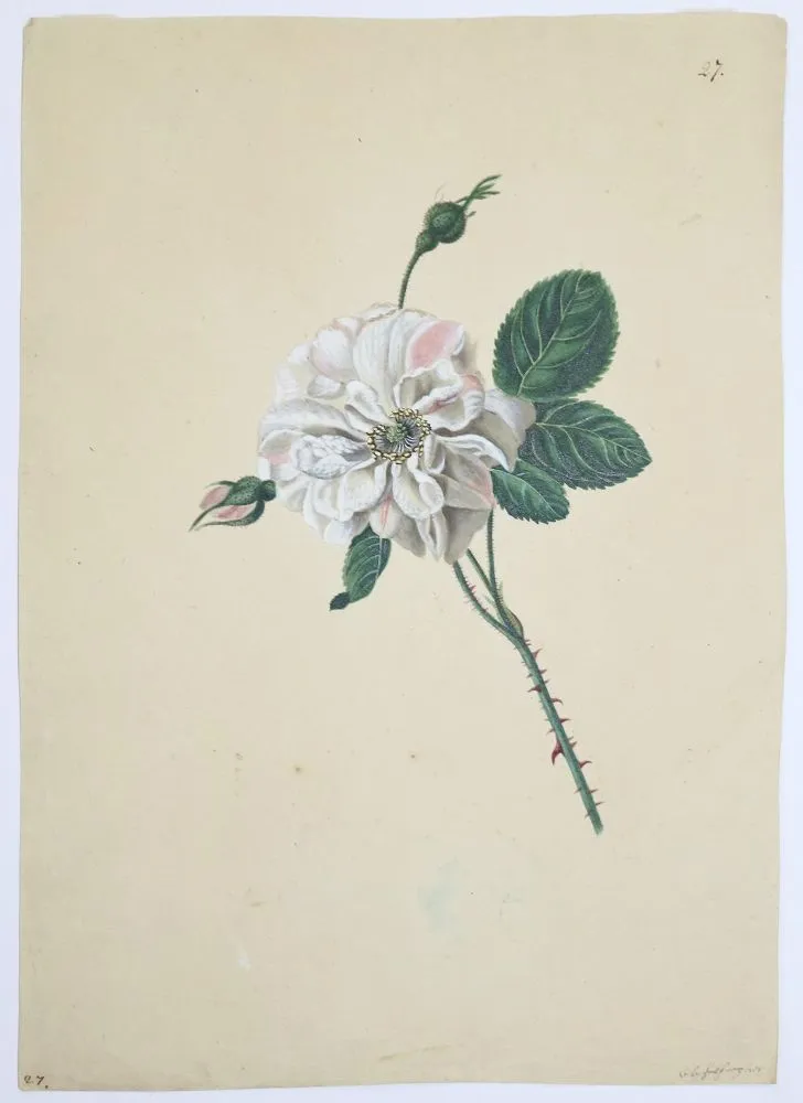 Blaschek, Franz – (1787-1868)