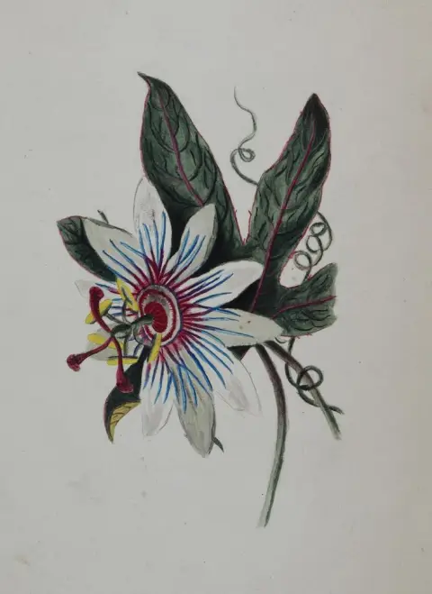 Flowers and ornaments – Drawings and studies