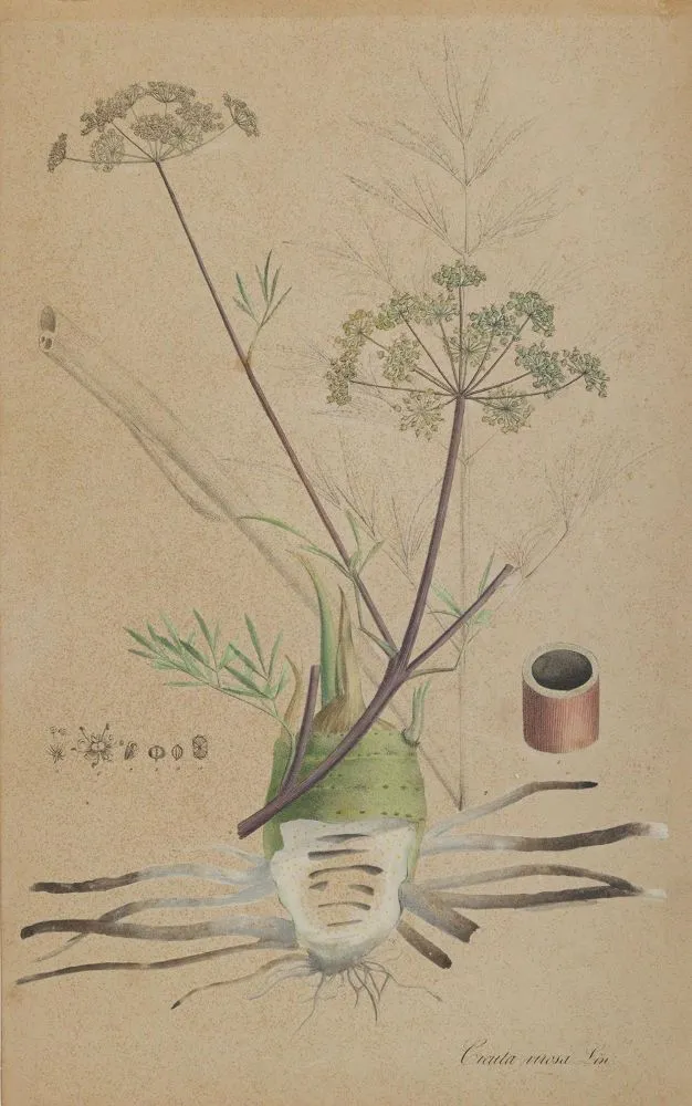 Christmas rose and water hemlock – Helleborus niger