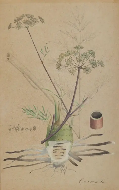 Christmas rose and water hemlock – Helleborus niger
