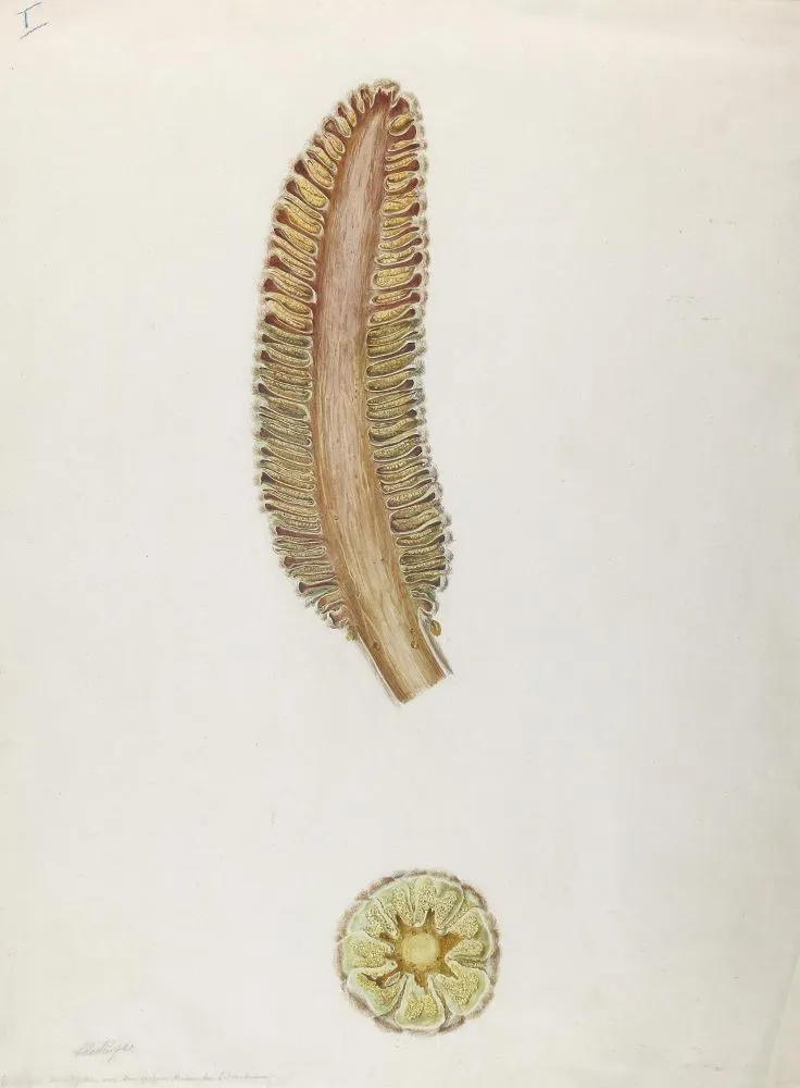 Hartinger, Anton – (1806 Vienna 1890)