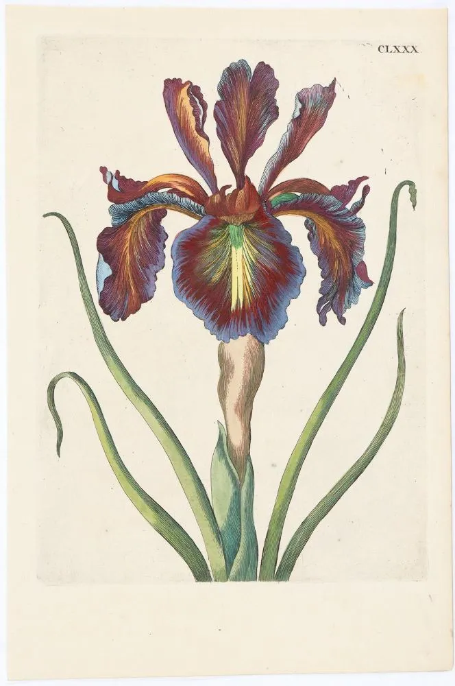 Merian, Maria Sibylla – (1647 Frankfurt a.M