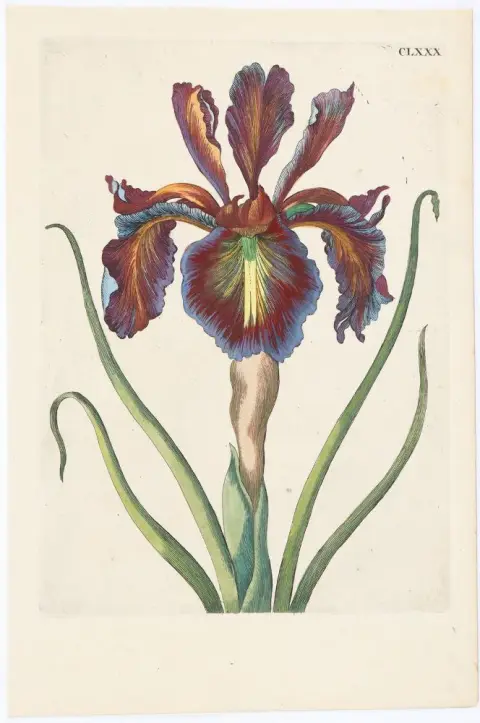 Merian, Maria Sibylla – (1647 Frankfurt a.M
