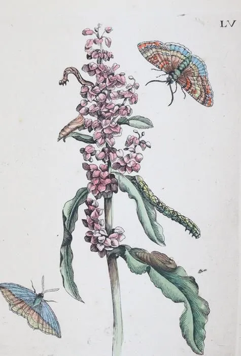 Merian, Maria Sibylla – (1647 Frankfurt a.M