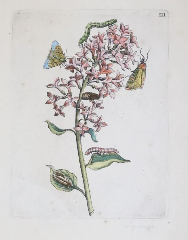 Merian, Maria Sibylla – (1647 Frankfurt a.M