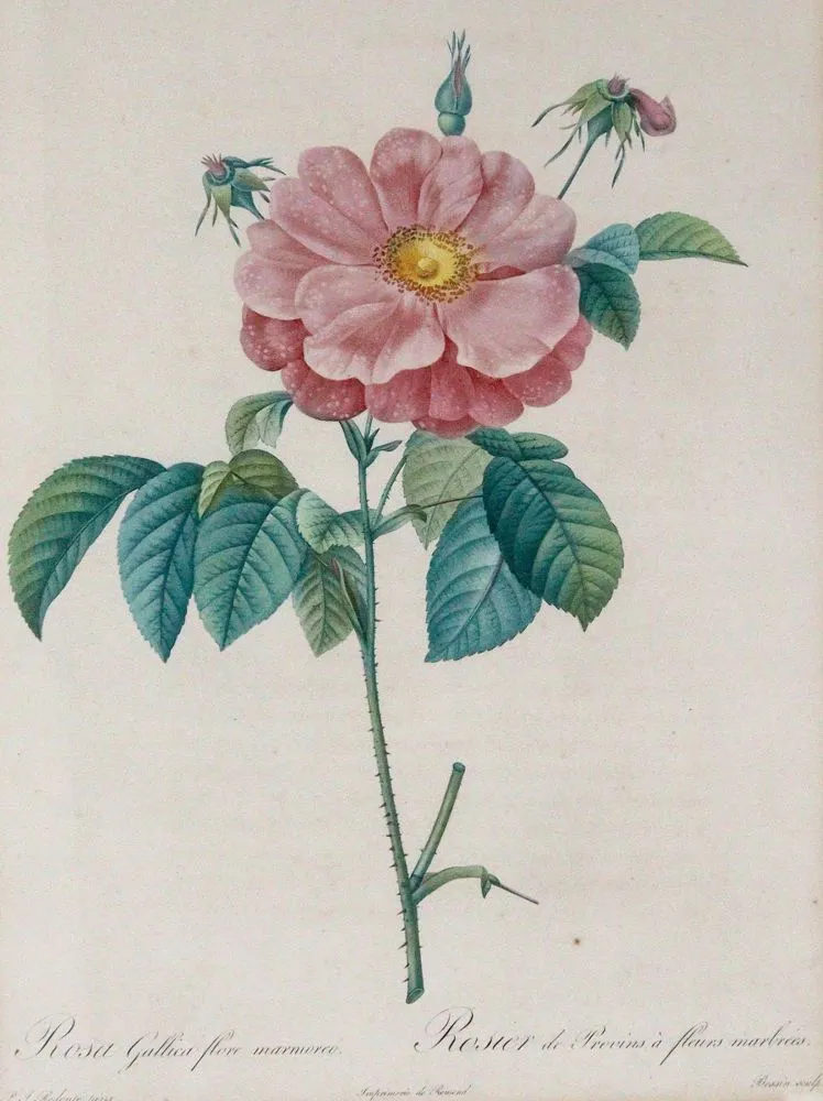 Redouté, Pierre-Joseph – (1759 Saint-Hubert - Paris 1840)