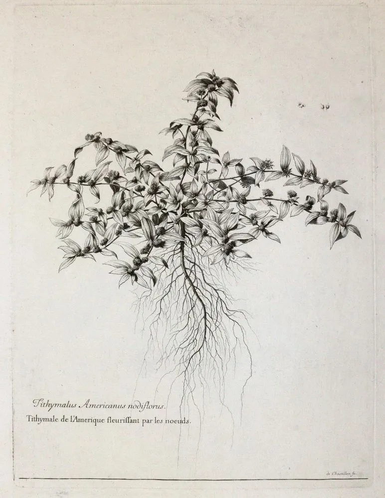 Robert, Nicolas – (1614 - 1685) et autres