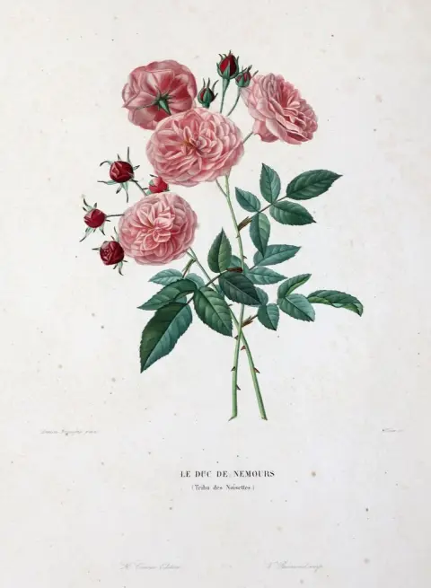 Roses – 4 sheets from the 19th