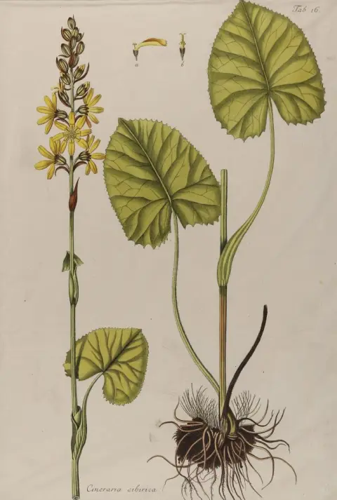 Rosmarin-Weideröschen – 4 coloured plates