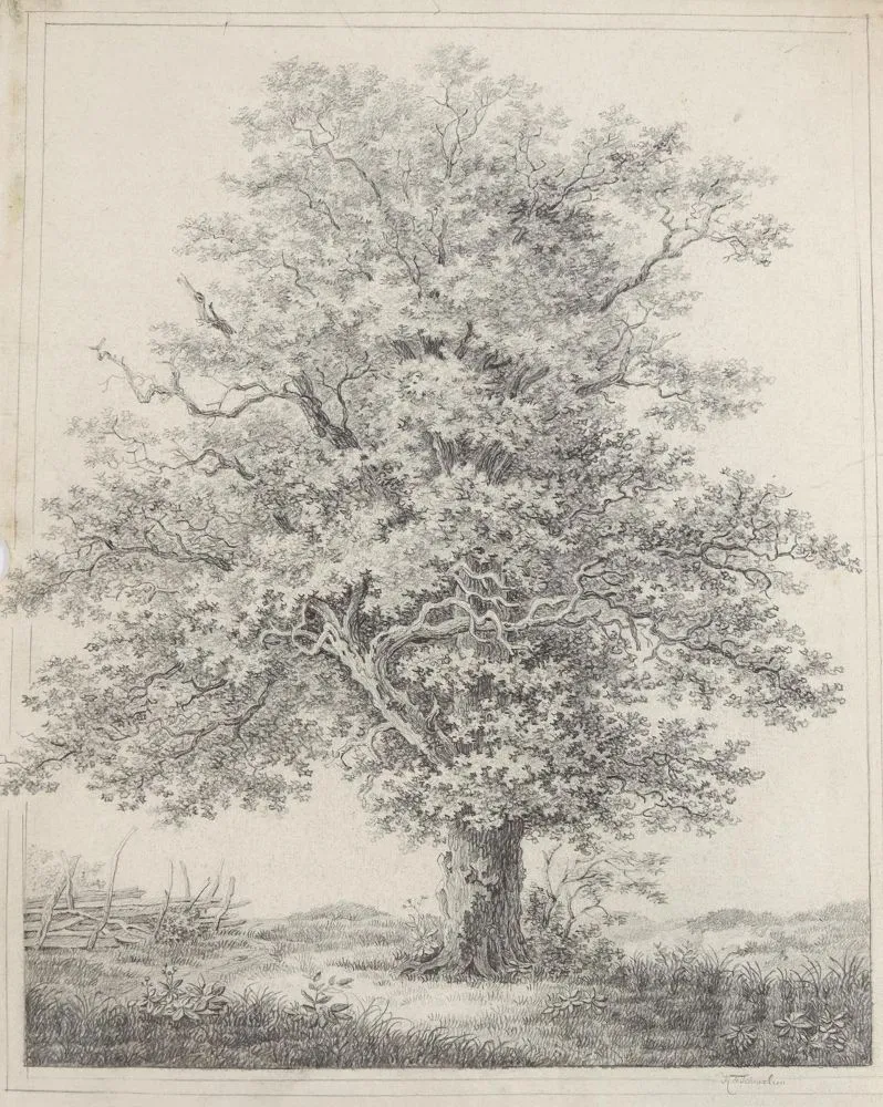 Шницляйн, Карл Фридрих – (1780 - 1856), вероятно