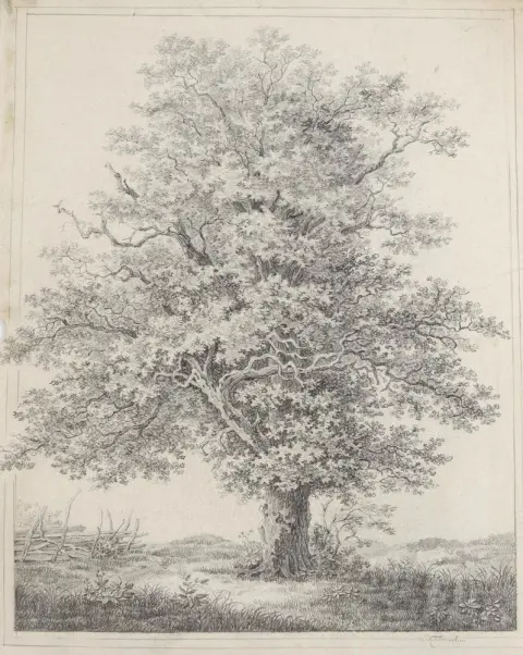 Шницляйн, Карл Фридрих – (1780 - 1856), вероятно
