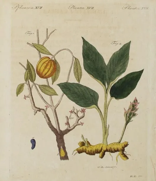 Weinmann, Johann Wilhelm – (1683 Gardelegen - Regensburg 1741) e.a.