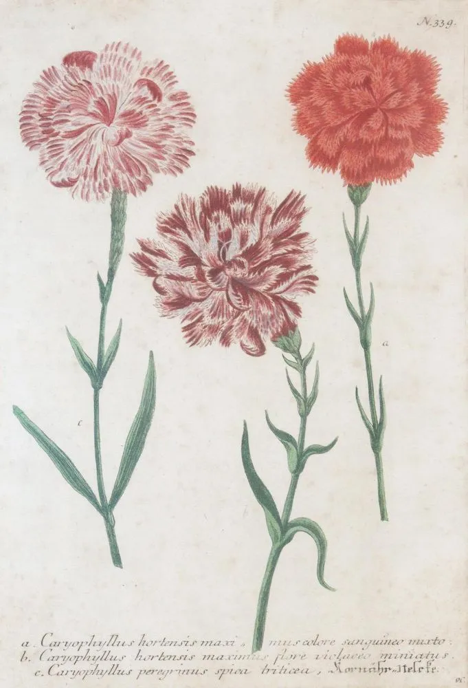 Weinmann, Johann Wilhelm – (1683 Gardelegen 1741)