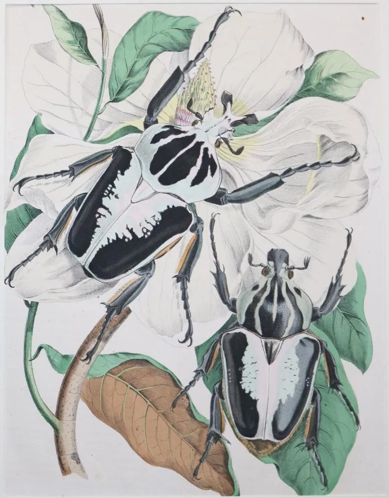 Flora i fauna. – Zestaw 88 kart