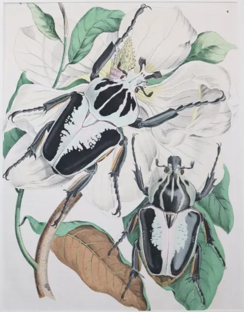 Flora i fauna. – Zestaw 88 kart