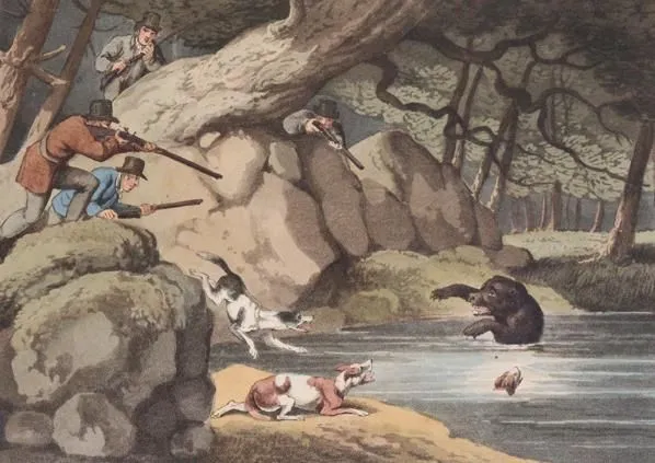 Kolekcja – około 250 kart zoologii i botaniki