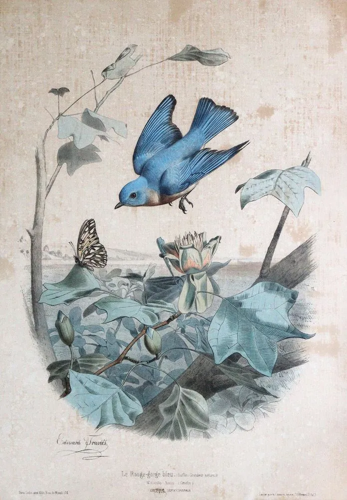 Sowerby, James – (1757 London 1822)