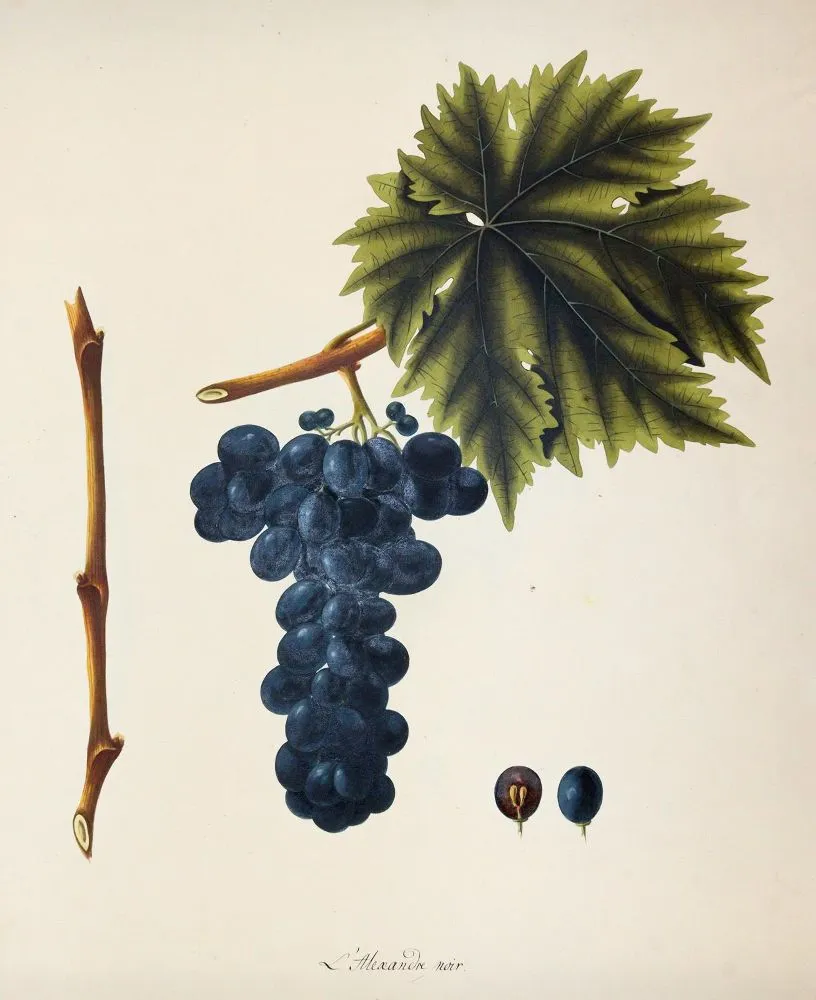 Kerner, Johann Simon von – (1755 Kirchheim - Stuttgart 1830)